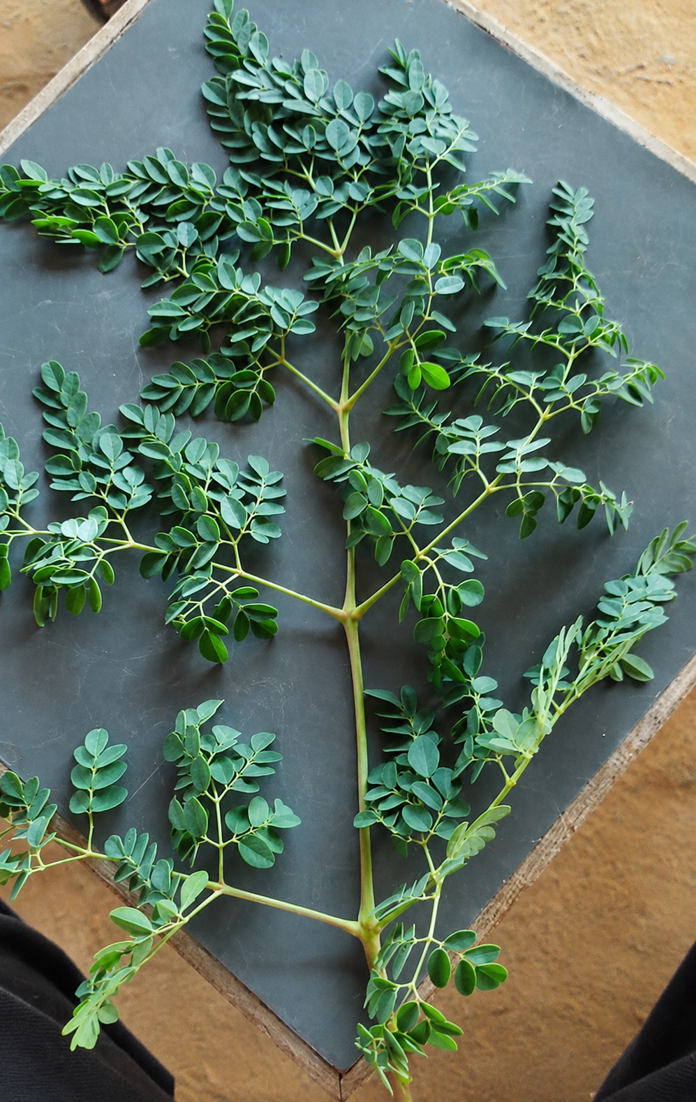 Organic Moringa